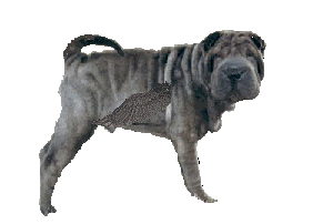  SHAR-PEI angel