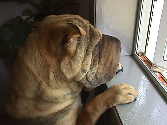 Hortin Hears a ????