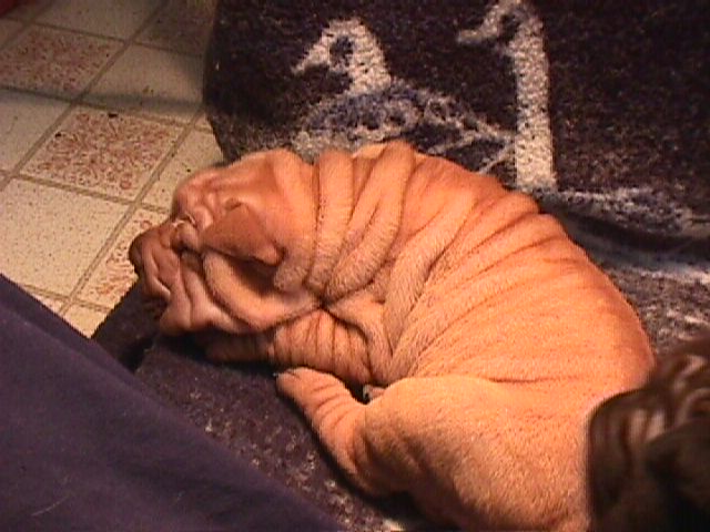 Nutmeg @ 1 month 11/98