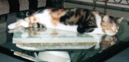 A Picture of Tigger
