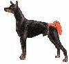 dog diaper