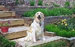 Rosie the guard dog