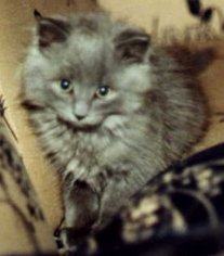 Baby