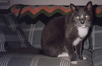 Skipper