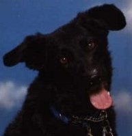 Sam