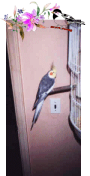 Piper the cockatiel