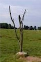 "The Danger Tree", located at the spot where many a gallant Newfoundlander fell at the Battle of the Somme