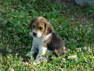 odie2.jpg (59082 bytes)