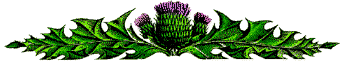 Image of Thistle