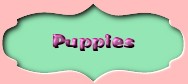 Puppies