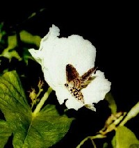 moth.jpg (14015 bytes)