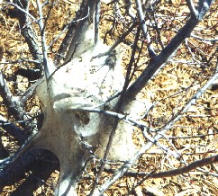 tentworm.jpg (38613 bytes)