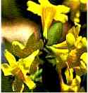 Yellow Jessamine