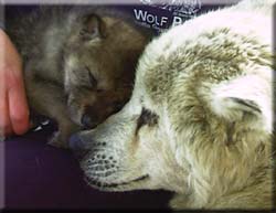 /user/AU_meets_Pups_icon.jpg