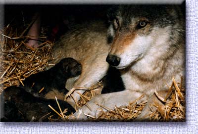 /user/Puppies_99-03.jpg