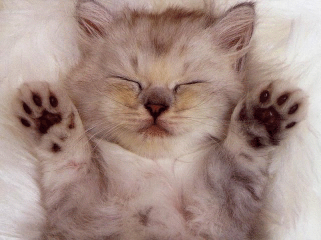 /user/cats05.gif