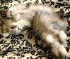 Come over and pet me!!!