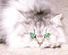 Gorgeous green eyes