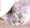 Big green eyes