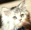 Mr. Fuzzy -- my precious kitty