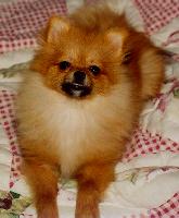 Mitzi