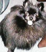 Rascal