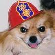 Sweetie the Fire Chief