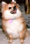C'mon, give me the treats!!!