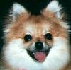 Sweetie