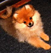 Toby
