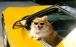 Arf! Wanna go for a ride?!