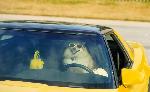 I'm driving! I feel so cool!!