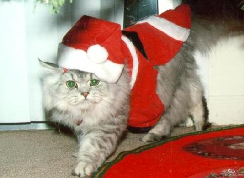 Santa Claws is coming to town!