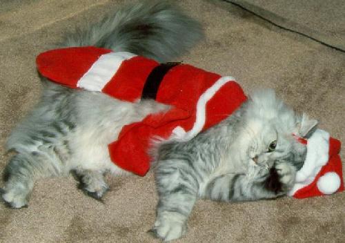 Santa Claws is tired.