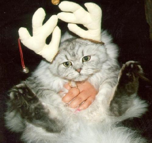 The Red-Nosed ReinKitty!