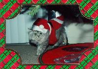 Mr. Fuzzy's Christmas Album