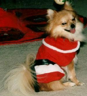Santa Pup's Silly Face