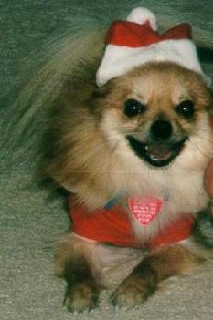 Gotta any Christmas cookies for me??
