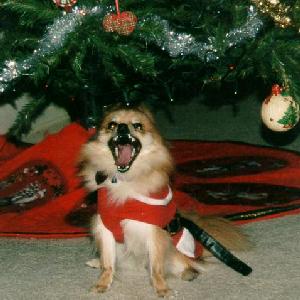 Screaming Santa Pup