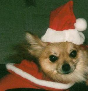 Cute Santa Pup