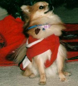 Did you say 'Christmas Cookie'?
