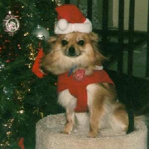 Sweetie's Formal Christmas Portrait