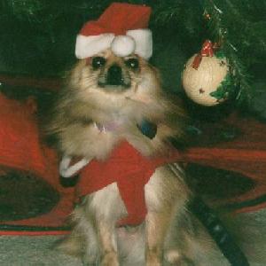 Waiting for the Christmas Cookies to drop