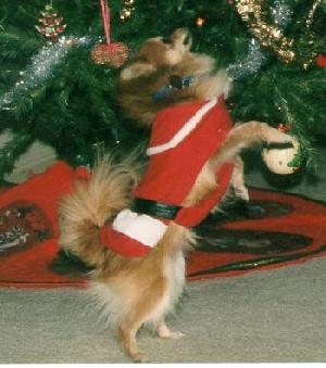 Give me the Christmas Cookie!!!