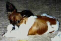 Misha Chewing a Bone