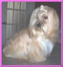 Truffle 1 year