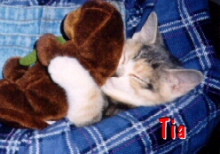 My Cats - Tia & Joy
