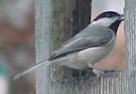 Black capped chickadee