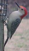 Red Bellied Flicker