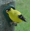 Goldfinch male